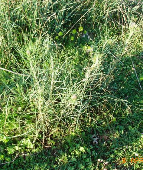 Gargano:  Asphodeline lutea